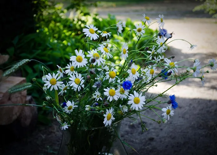 Dom wakacyjny Kraina łagodności *